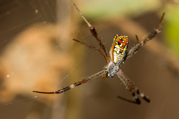 The little spider