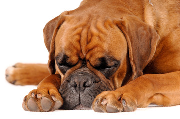 Obraz premium Schlafender Boxer liegend