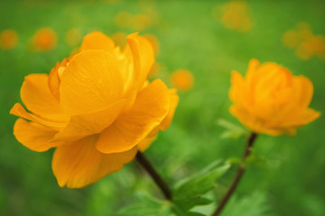Fototapeta premium Siberian globeflower