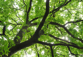 Bl&auml;tterdach einer sch&ouml;nen Eiche in Froschperspektive