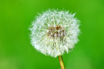 Dandelion seeds on the green background
