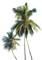 Naklejka na ściany i meble Palm Trees Isolated on White