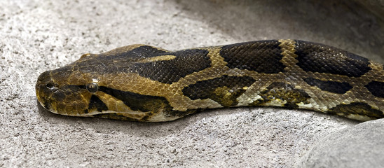 Burmese python