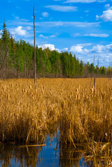 A Field of Yellow Ripe Cattail Reeds in a Canadian Wetland