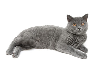 beautiful gray cat on a white background