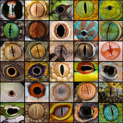 Obraz premium kolekcja oczu gadów
