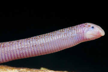 Worm lizard / Diplometopon zarunyi