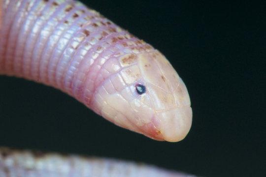 Worm lizard / Diplometopon zarunyi
