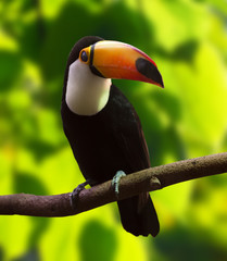 Toco Toucan  (Ramphastos toco) © JackF