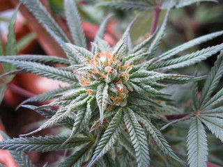 Close up of hemp buds