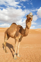 Camel in Wahiba Oman