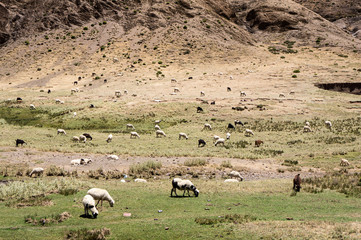 Goats, Morocco - Atlas Chain. Pass Tizi n'Tichka over 2000 m.