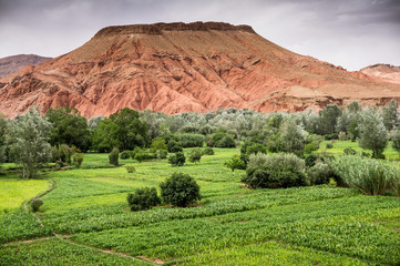 Boumalne Dades,  Morocco, Africa,  North Africa,  scenery fields