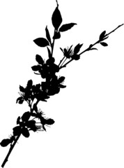 sakura branch with flowers black silhouette