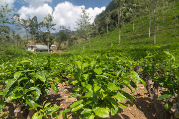 Fototapeta na wymiar Tea plantation in Sri Lanka.