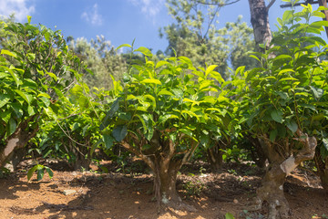 Tea plantation in Sri Lanka.