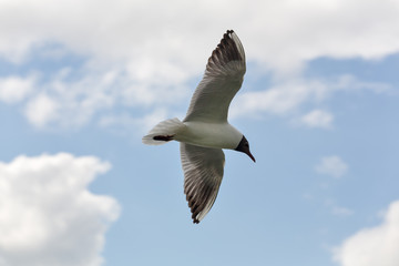 black-headed gull in sky with clouds