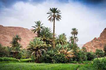 View of the Dades Valley with palm oasis, Morocco, Africa