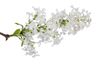 isolated white lilac single branch