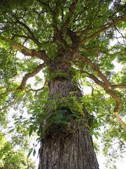 Arbre en bois