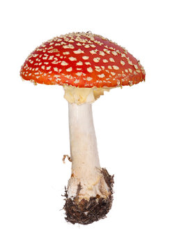 medium red fly agaric on white