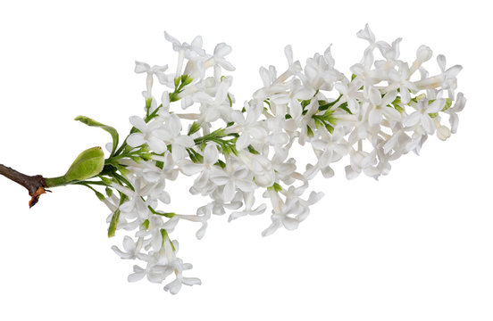 isolated white lilac single branch