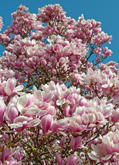 Tulpenbaum