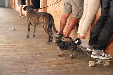 Where did my ball go?