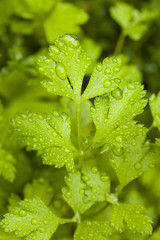 Fresh Green Cilantro Herbs