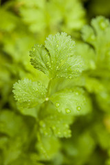 Fresh Green Cilantro Herbs