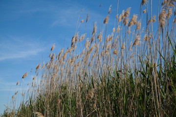 Mallorca  Naturschutzpark Albufera