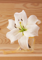 Fototapeta na wymiar White lily isolated . 