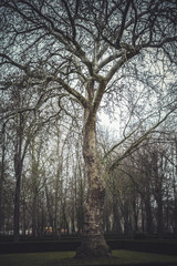 beautiful gardens Palace of Aranjuez, Madrid, Spain