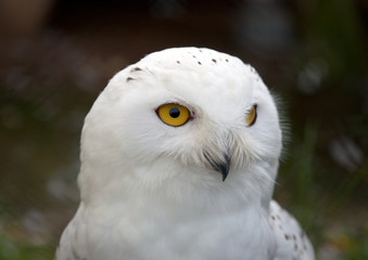 Obraz premium Head of white Snowy Owl