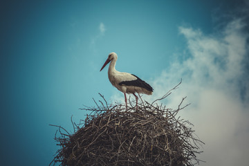Wildlife, Stork nest made ​​of tree branches over blue sky i
