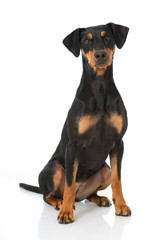 Deutscher Pinscher