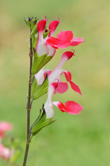 Fototapeta premium sauge arbustive Salvia microphylla Hot Lips