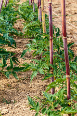tomatoes plant group in garden