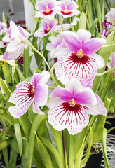 Orchids in a Plant Nursery