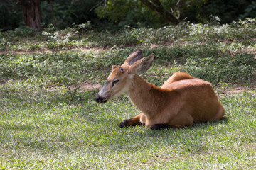 Marsh deer snap