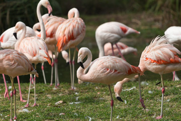 flamingos club