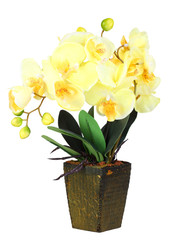 Flowers of yellow orchid