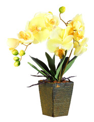 Flowers of yellow orchid