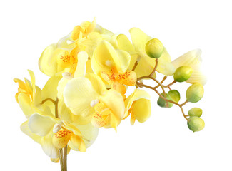 Flowers of yellow orchid