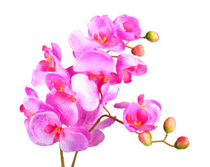 Fototapeta na wymiar Flowers of pink orchid