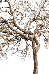 Tree twigs with bare trunks and branches