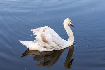 Swans on the lake