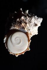 sea shell isolated on black
