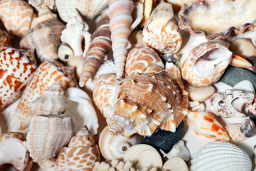 sea shells background