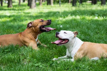 Two best friends dog lying and resting in the park